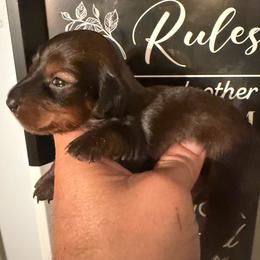 Chip - Chocolate and tan male Dachshund puppy in South Haven, Kansas from Keen's Dachshunds