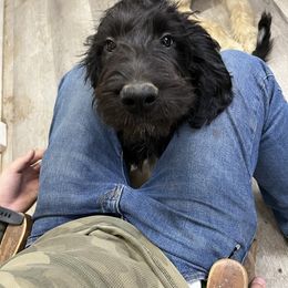 Catty F1 ICA Black girl 1 - Black female Pyredoodle puppy in Prescott, Washington from Washington Bernedoodles & Pyredoodles