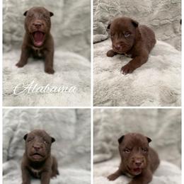 Alabama - Red and white male Siberian Husky puppy in London, Ohio from Rose Trail Siberian’s