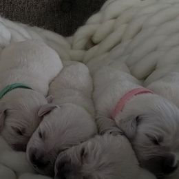 Golden Retrievers from Tweedmouth Retrievers