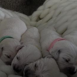 Golden Retrievers from Tweedmouth Retrievers