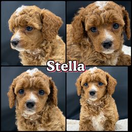 Stella - Red  female Poodle puppy in Wheatland, California from Sapphire Ridge Poodles