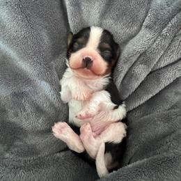 Titus - Tri-color male Cavalier King Charles Spaniel puppy in Victoria, Texas from Londyn Cavaliers
