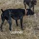 Gunner