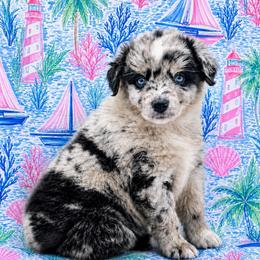 Skipper - Blue merle male Miniature Australian Shepherd puppy in Alexandria, Virginia from Fairfax Aussies