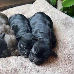 Cocker Spaniels from LV Cocker Spaniels