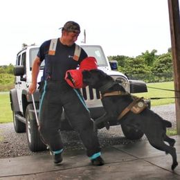 Cane Corso and Dogues de Bordeaux from Wrinkled Bliss Kennels