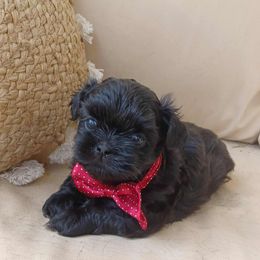 Shih Tzu Puppies from The Ruff Life Tribe