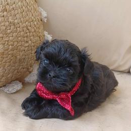 Shih Tzu Puppies from The Ruff Life Tribe
