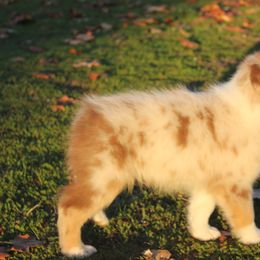 Australian Shepherd Puppies from Blossom Hill Aussies