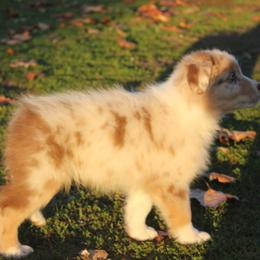 Australian Shepherd Puppies from Blossom Hill Aussies
