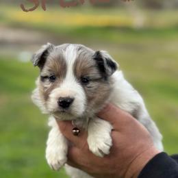 Spencer - Blue merle male Border Collie puppy in Sanger, California from Flying M Cactus Ranch Buddies