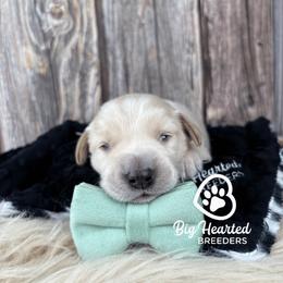 Monaco - Cream male Companion Cross puppy in Utah County, Utah from Big Hearted Breeders