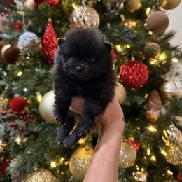 Athena - Black female Pomeranian puppy in Paducah, Kentucky from Perennial Poms Pomeranian Breeder