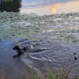 German Shorthaired Pointer Puppies from Dem Feuerhaus Gun Dogs