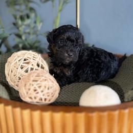 Cove - Phantom male Goldendoodle puppy in Hemet, California from Vallevistadoodles