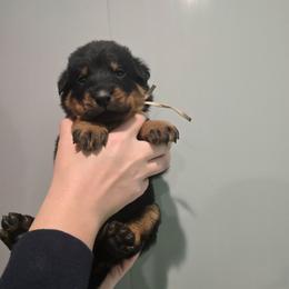 White - Black and rust male Beauceron puppy in Batavia, New York from Oakland Beaucerons
