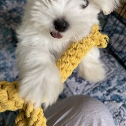 Maltese Puppies from TCBs Glowing Maltese