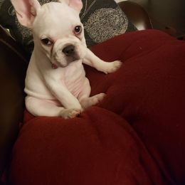 French Bulldog Puppies from Rootin' Tootin' Bulldogs, LLC