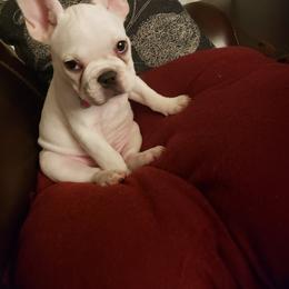 French Bulldog Puppies from Rootin' Tootin' Bulldogs, LLC