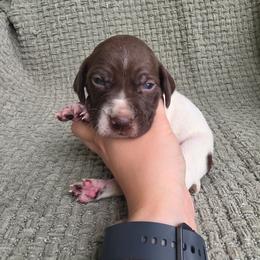 Blue Boy - Liver and white male German Shorthaired Pointer puppy in Nampa, Idaho from Heart Mountain Cavaliers & Floating Feathers Kennel