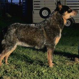Cowboy - Australian Cattle Dog