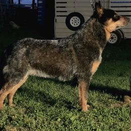 Cowboy - Australian Cattle Dog