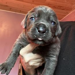 No collar Bogart - Gray male Cane Corso puppy in Scott County, Tennessee from Nuovo Inizi Kennels