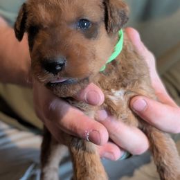 Boy 3 - Red Irish Terrier puppy in Vancouver, Washington from Geordan Irish Terriers