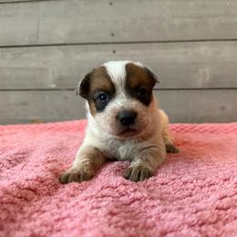 Atlas - Red mottled male Australian Cattle Dog puppy in Axton, Virginia from Red Clay Kennels