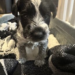Miniature Schnauzer Puppies from Stevens Mini Schnauzers