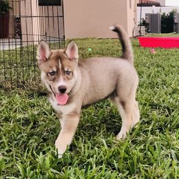 Siberian Husky Puppies from Nykah Siberians