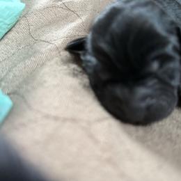 Boy 1 - Black male Labrador Retriever puppy in Zeeland, Michigan from Ace Labradors