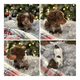 Girl 1 - Piebald female Dachshund puppy in Chehalis, Washington from McJazzin Doxies