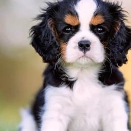 Cavalier King Charles Spaniel Puppies from Angels Ridge Cavaliers