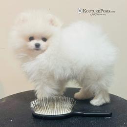 Pomeranian Puppies from Kouture Pomeranians