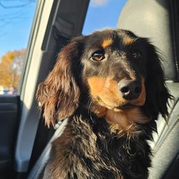 Peaches - Dachshund