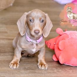 Australian Cattle Dog and Dachshund Puppies from Double S Kennel