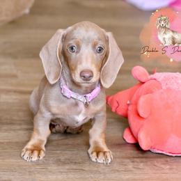 Australian Cattle Dog and Dachshund Puppies from Double S Kennel