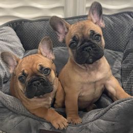French Bulldog Puppies from GavFam Frenchies