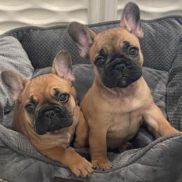 French Bulldog Puppies from GavFam Frenchies
