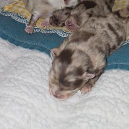 Peaches - Chocolate merle female Pomeranian puppy in Angleton, Texas from Pomeranian Palace, LLC