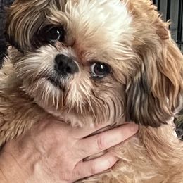 Shih Tzus from SuzyQs Shih Tzus