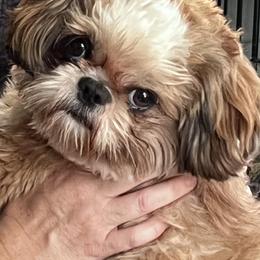 Shih Tzus from SuzyQs Shih Tzus
