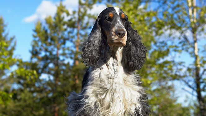 English Cocker Spaniel