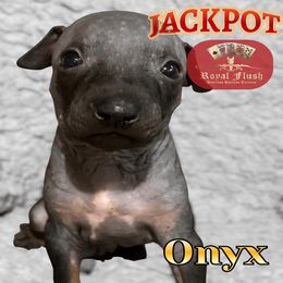 Boy 3 - male American Hairless Terrier puppy in Atlanta, Georgia from Royal Flush Kennels