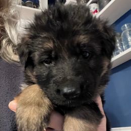 Big Boy Red - Black and red male German Shepherd puppy in Kansas, Ottawa, Kansas from Import German Shepherds of Kansas
