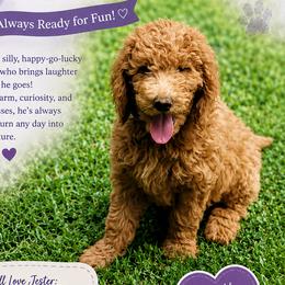 Jester - Red  male Goldendoodle puppy in Greer, South Carolina from South Paw Doodles