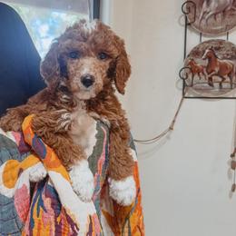 Growlithe - Red  male Poodle puppy in Phoenix, Arizona from Moonshine Kennels AZ