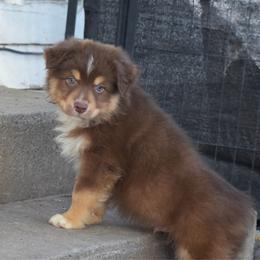 Bonfire - Red tri male Miniature Australian Shepherd puppy in Cody, Wyoming from Quartz Creek Aussies